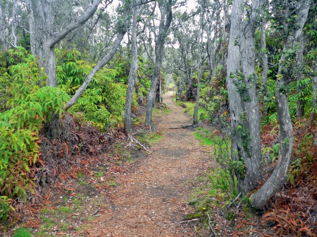 Tropical Trail